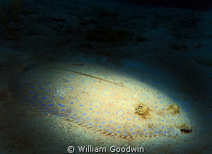 Peacock Flounder lit with a snoot on a Light Cannon. Caym... by William Goodwin 